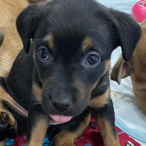 Team Page: Team Muffin